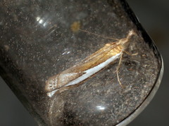 Crambus hamella
