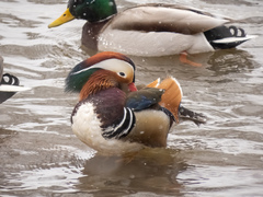 Aix galericulata