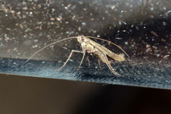 Caloptilia populetorum