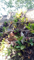 Bifalcula