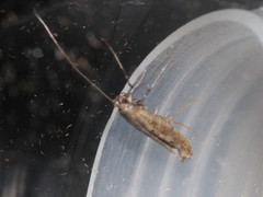 Caloptilia populetorum