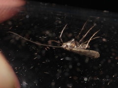 Caloptilia populetorum