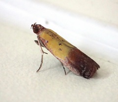 Piesmopoda semilutea