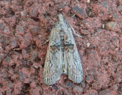 Nephopterix angustella