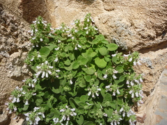 Stachys spreitzenhoferi