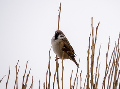 Passer montanus