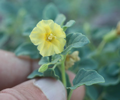 Physalis crassifolia