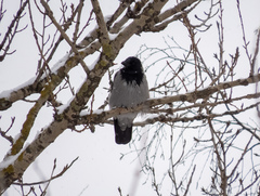 Corvus cornix