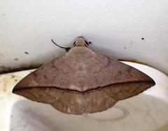 Ugia purpurea