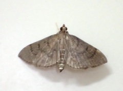 Omiodes tristrialis