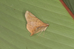 Mazacyla relata