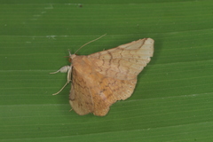 Mazacyla relata