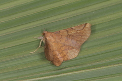 Mazacyla relata