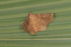 Mazacyla relata