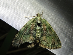 Hammaptera parinotata