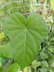 Ipomoea grandifolia