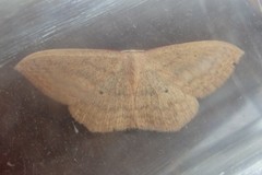 Scopula irrorata