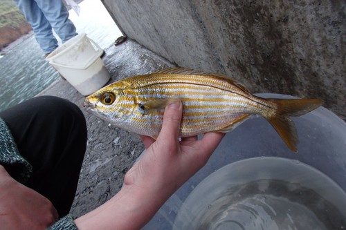 Gold line (Sarpa salpa) — Sparidae — 3