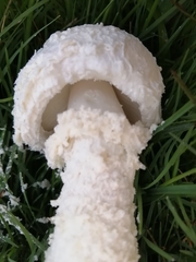 Amanita foetens
