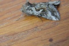 Cornutiplusia circumflexa