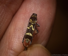 Chlorophorus curtisi