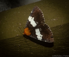 Buzara latizona