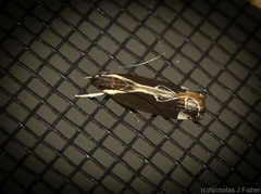 Chaliniastis astrapaea