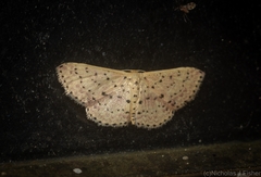 Idaea punctatissima
