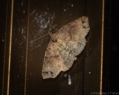 Lithilaria proestans