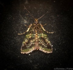 Orthaga atribasalis