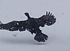 Phalacrocorax carbo