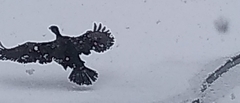 Phalacrocorax carbo