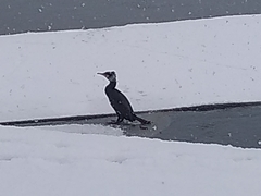Phalacrocorax carbo