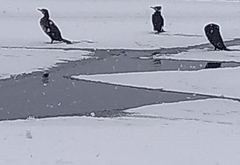 Phalacrocorax carbo