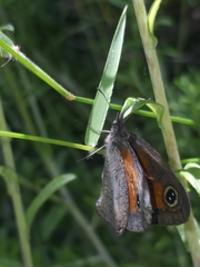 Cassionympha detecta