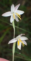 Hesperantha radiata