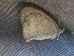 Cassionympha detecta