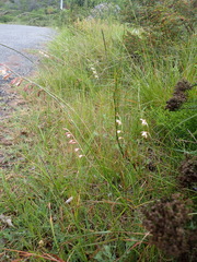 Hesperantha radiata