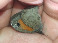 Cassionympha detecta