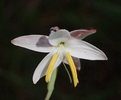 Hesperantha radiata