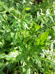 Galactites tomentosus