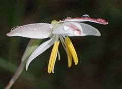 Hesperantha radiata