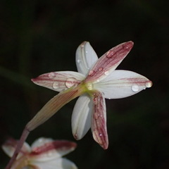 Hesperantha radiata