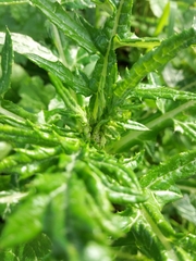 Galactites tomentosus