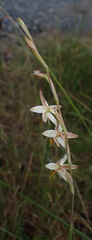 Hesperantha radiata
