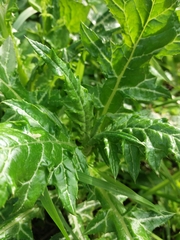 Galactites tomentosus