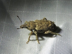 Listroderes difficilis