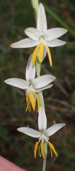 Hesperantha radiata
