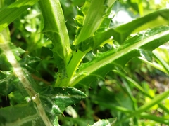 Galactites tomentosus