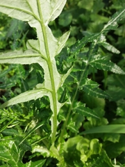 Galactites tomentosus